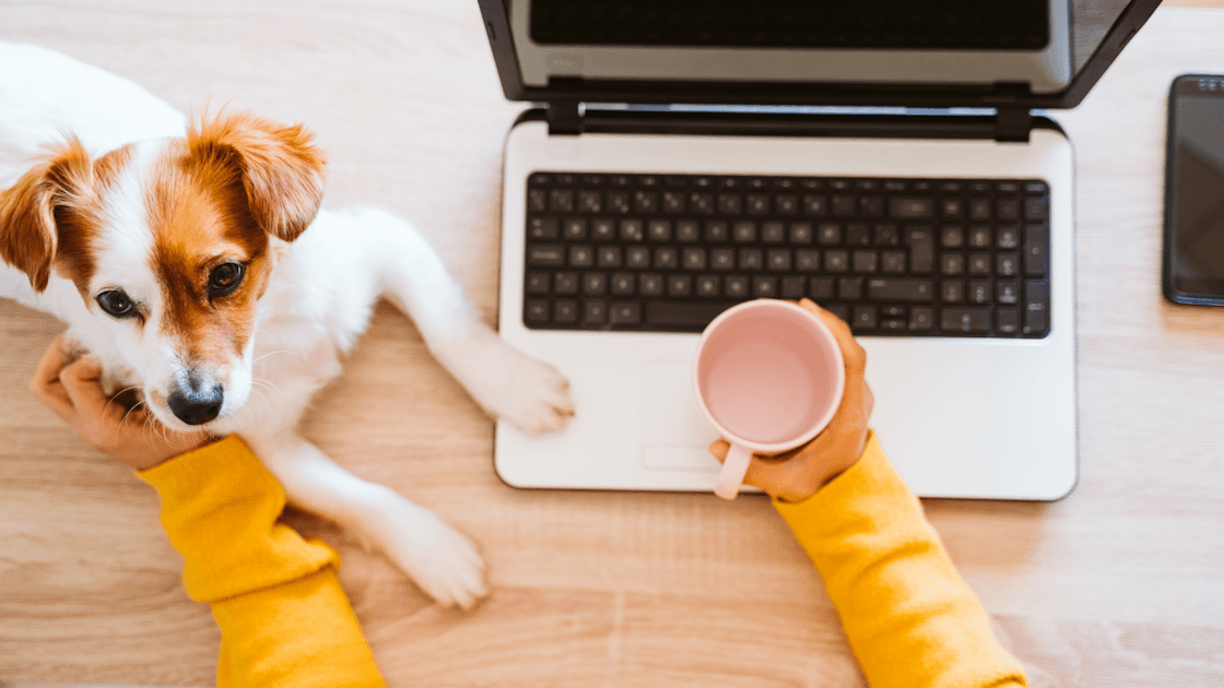 A Casting & Booking Platform for Trained Animal Actors